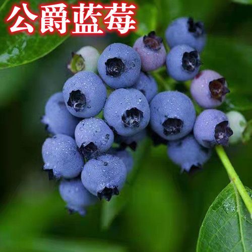 公爵蓝莓苗南北方室内外地栽四季种植阳台盆栽嫁接果树苗当年结果【4