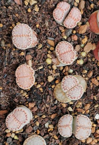 生石花寿丽玉c217饼干三年半生一物一拍