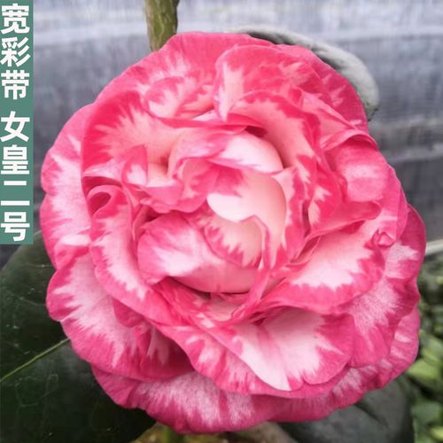 宽彩带茶花女皇二号稀有进口名贵品种树苗盆栽带花苞庭院大型花