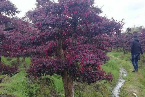 0/棵 造型红继木桩 精品造型红继木古桩