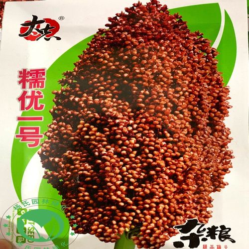 糯优1号 酿酒高粱种子 春季高产矮生高产高粱 抗旱高产酿酒高粱籽