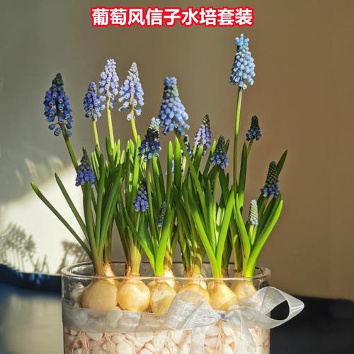 水养葡萄风信子种球土培冬季多年生水培耐寒易活室内花卉盆栽植物