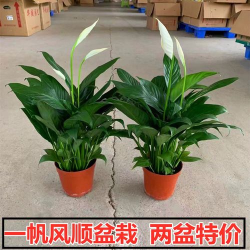 一帆风顺盆栽白掌植物室内红掌容易养花卉净化空气水培观花办公室