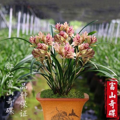 超低价  富山奇蝶 开花非常香 室内盆栽兰花