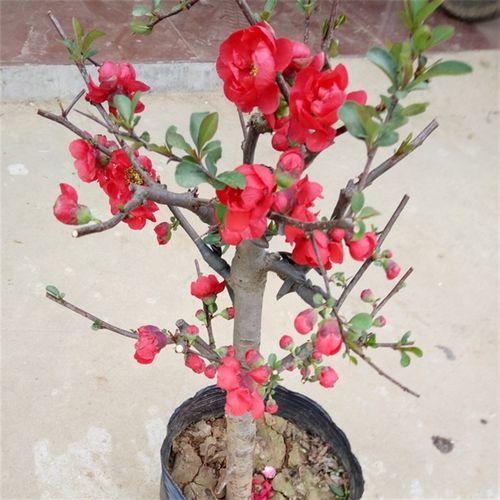 日本海棠花苗盆栽四季盆景 室内绿植红花 k重瓣带花苞当年开花包
