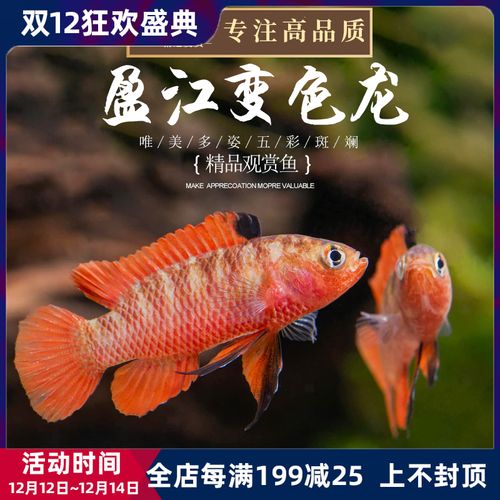 盈江变色鱼小型温顺观赏鱼原生鱼大盈江黛鲈火焰蓝帆