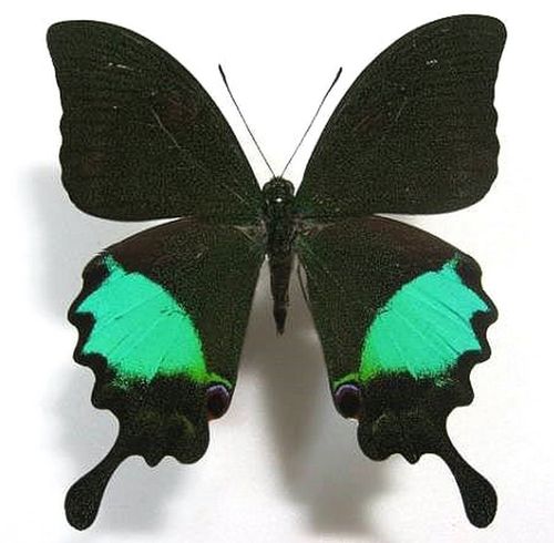 a1品质 未展翅 巴黎翠凤蝶 papilio paris gedeensis 原蝶标本