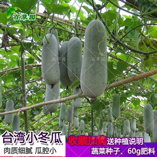 台湾小冬瓜种子 迷你微型冬瓜粉皮冬瓜籽 水果四季盆