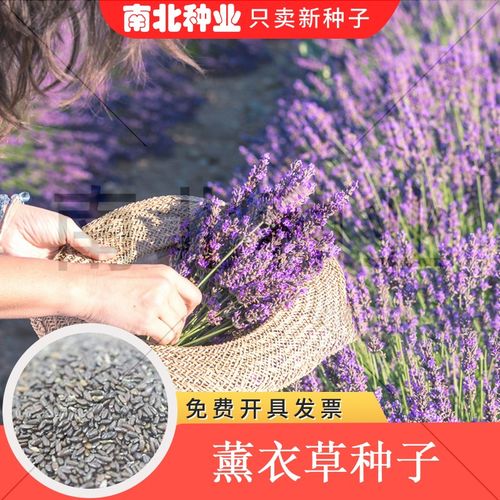薰衣草种子四季阳台庭院盆栽香草植物花籽多年生耐寒易种活草花孑