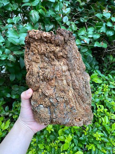 【千年沧桑特老皮】 肉灵芝 整体活体 野生 3斤老肉 树根底下发现