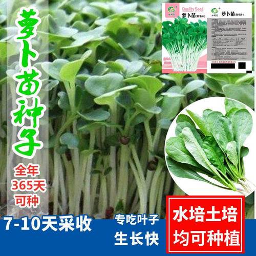 四季速生萝卜菜种子萝卜苗种萝卜缨子芽苗菜阳台水培蔬菜种子