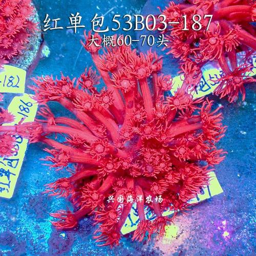 红单包绿单包红色宝石花人工红单苞红色珊瑚