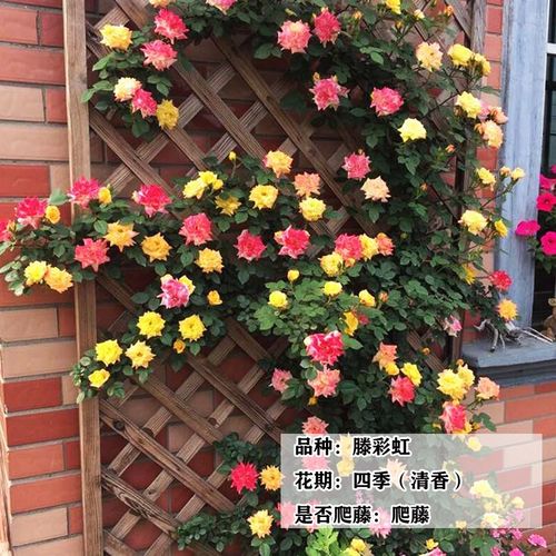 花苗树苗庭院绿化玫瑰蔷薇爬藤植物花期长艾拉绒球带土球发 滕彩虹 不