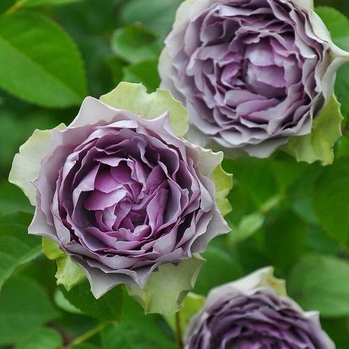 河本新品首饰盒/蓝雾 沙龙月季花苗灌木多季中香庭院花园盆栽花卉