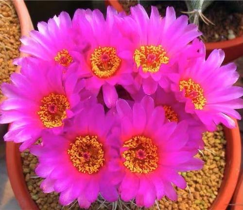 多肉仙人球红彩玉大花窗台客厅庭院茶几净化空气吸甲醛趣味盆栽