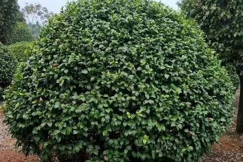 0/棵  苗圃直销 精品茶花球 茶花球 茶花树 各类苗木 小苗