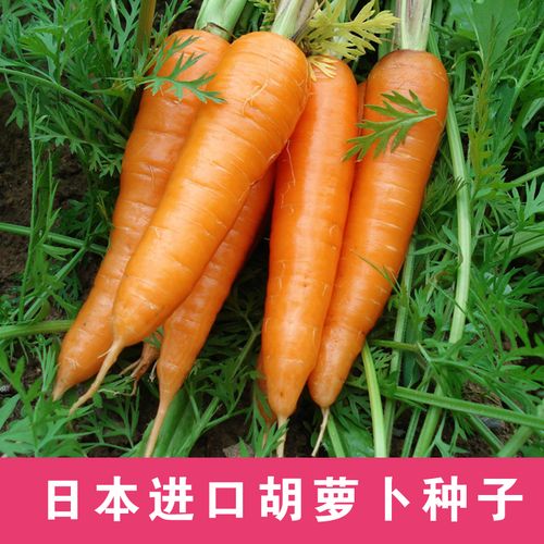 种子 红富七寸胡萝卜荷兰手指胡萝卜 春季秋季阳台盆栽 日本进口胡