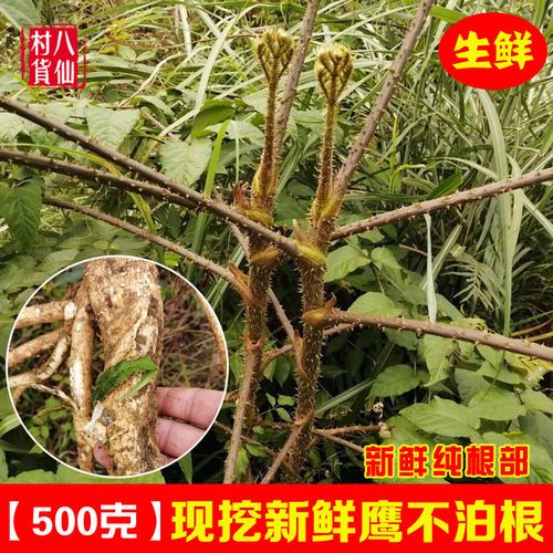 野生鹰不泊根 新鲜葱木根 中草药鸟不宿鸟不落雷公木雀不站纯根