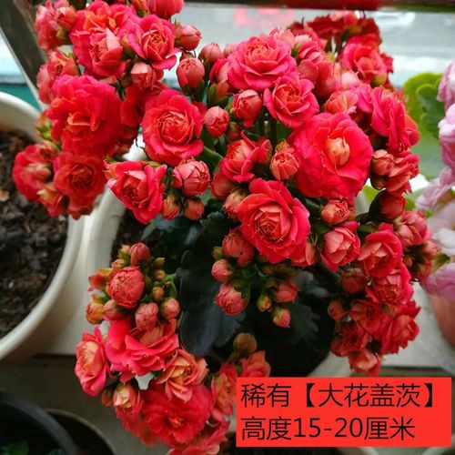 长寿花 金狐狸 变色龙 单瓣罗比橙 大花安妮吉他盖茨巴伯尔长寿花