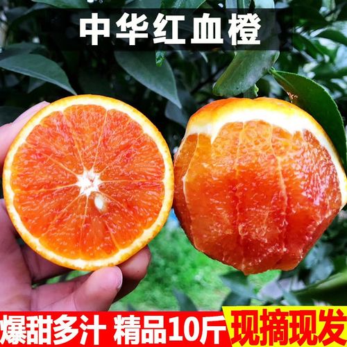 中华红橙湖北秭归现摘脐橙新鲜橙子柑橘水果当季孕妇水果
