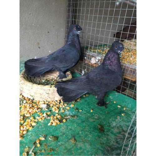 散养活体中原跟头鸽观赏鸽鸽子青年新疆翻翻鸽子幼鸽成年种鸽一对