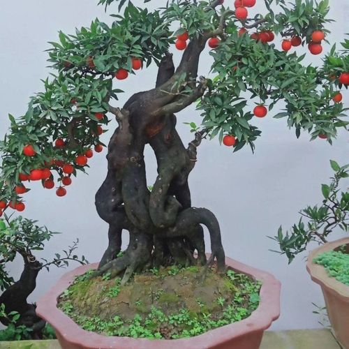 2022新款精品乌饭盆景树桩桩绿植花卉直播看货拍 直播专拍