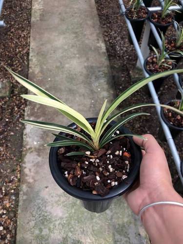 精品兰花满屋飘香经典送春大砍边艺草花卉盆栽花苗草本办公桌