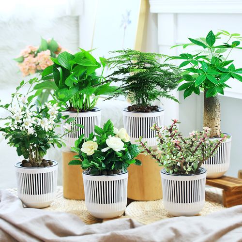 发财树绿萝室内花卉吊兰办公室桌面小绿植栀子花盆栽水培多肉植物