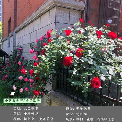蔷薇花苗爬藤月季多季浓香大h花玫瑰花卉盆栽爬墙植物