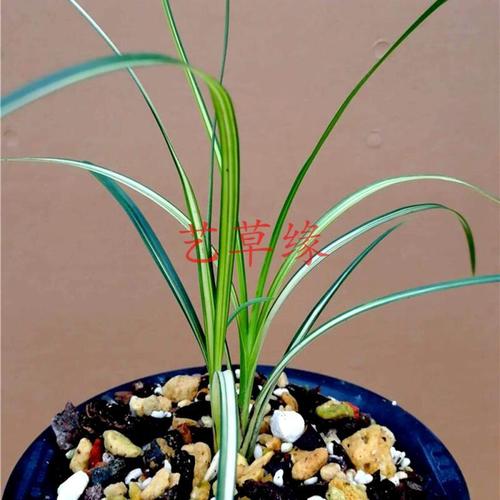 兰花苗送春精品中透丝缟 浓香鲜花卉盆栽绿植好养阳台室冬春花