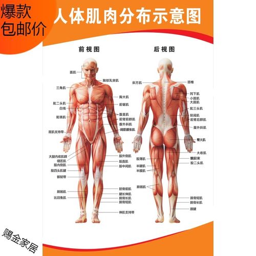 详情看大图,背胶贴纸材质) 人体肌肉分布图a 【28寸:50x70cm】