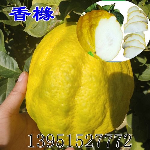 香橼树苗 香橼苗 香泡树柚子苗南北方种植盆栽地栽果树苗当年结果