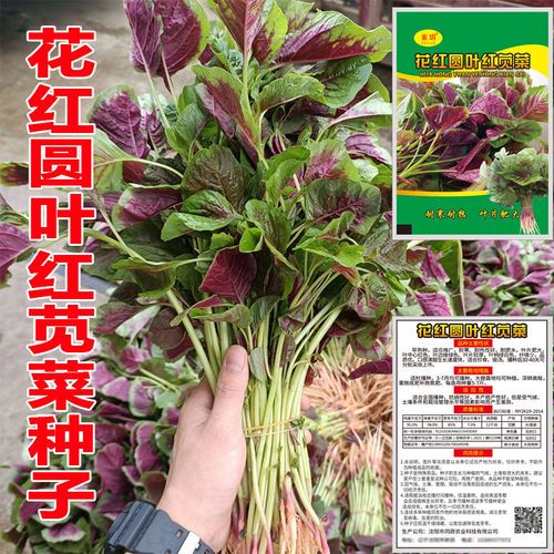 红苋菜种子红圆叶汉菜大叶汗菜高产阳台耐热易种一年四季蔬菜种子