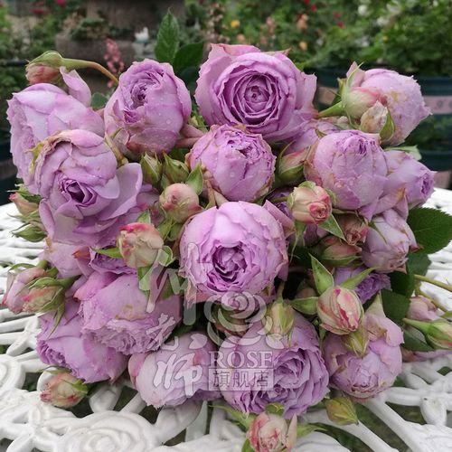 月季青金石月季花苗 浓香花卉 四季开多头灌木月季 花蓝色月季