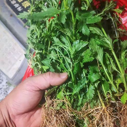 深山中药材潮汕马鞭草 新鲜燕尾草马鞭梢蜻蜓草龙芽草500克