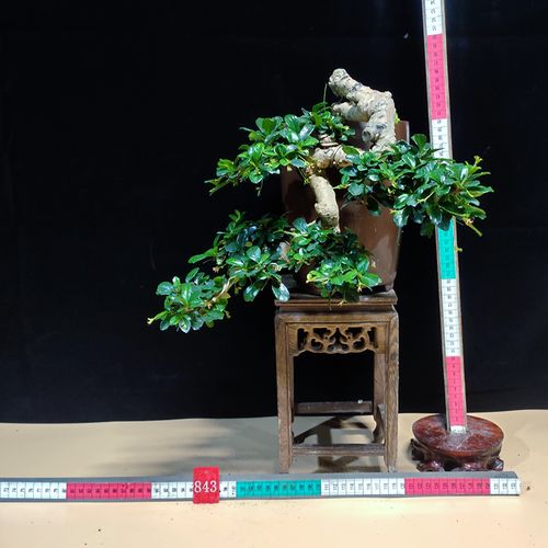 柏雪 福建茶绿植盆栽开花盆景悬崖临水造型 室内 阳台