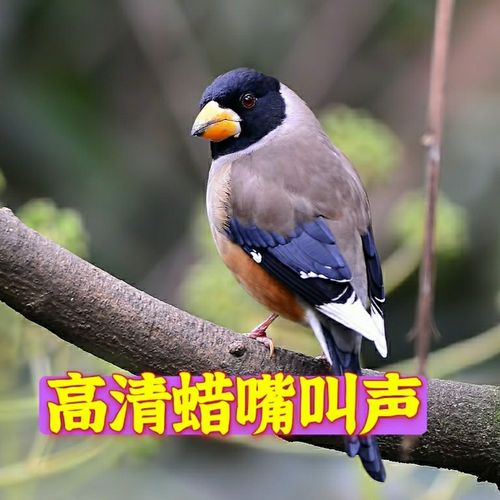 高清蜡嘴叫声内存卡欣赏铜嘴声音卡欣赏聆听好声音