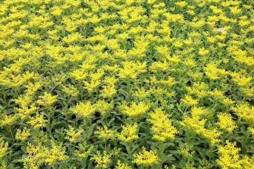 02/棵  苗圃直销各种景天,有三七景天,八宝景天,德国景天,卧茎景天