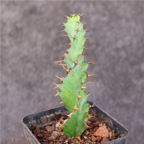 螺旋麒麟 大戟科创意多肉植物室内盆栽 开花好养防辐射仙人柱绿植
