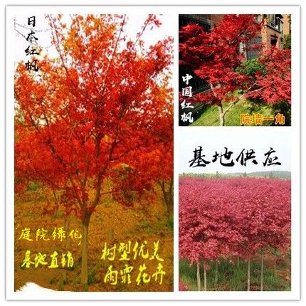 红枫树苗美国红枫日本红枫中国红枫红枫小苗盆栽地栽