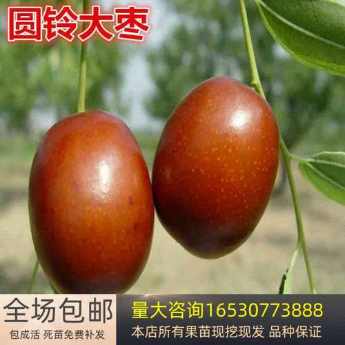 圆铃大枣树苗 枣树苗嫁接枣树苗当年结果盆栽地栽枣苗南北方种植`