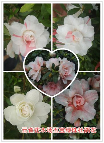 南通绿珠品种杜鹃花精美重瓣玫瑰花型花朵多色系品种