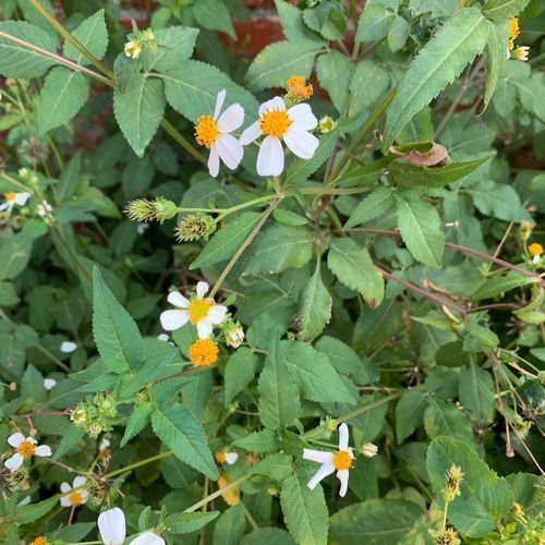 野生金盏银盘三叶鬼针草细叶毛针草新鲜500克