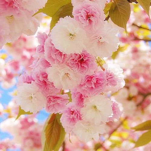 绘曜 樱花苗樱花树苗日本樱花小苗嫁接早樱晚樱盆栽庭院绿化苗当年