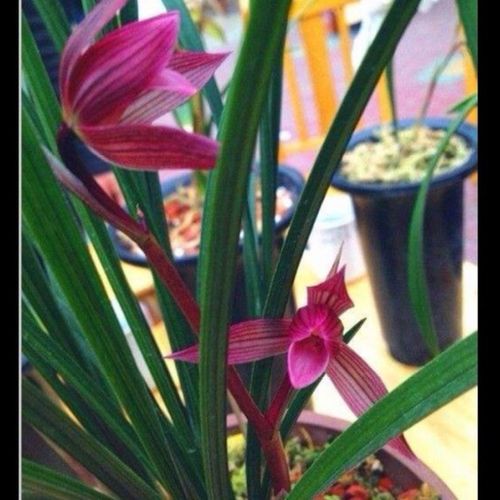 亏本价 四川兰花 春剑老种名品  都江红素