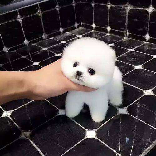 纯种博美犬幼犬活体长不大茶杯白色博美俊介小型犬家养宠物训练g