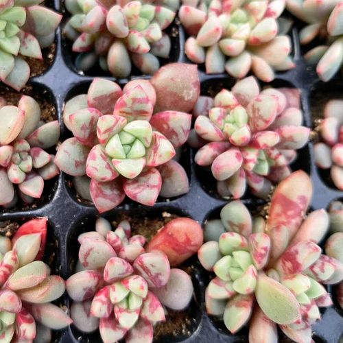 血燕正版贵货小苗血滴子多肉植物基地花卉绿植肉肉盆栽防辐射净化