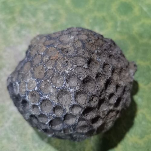 精品小蜂巢珊瑚化石古生物化石泥盆纪广西奇石原石教学科普收藏品