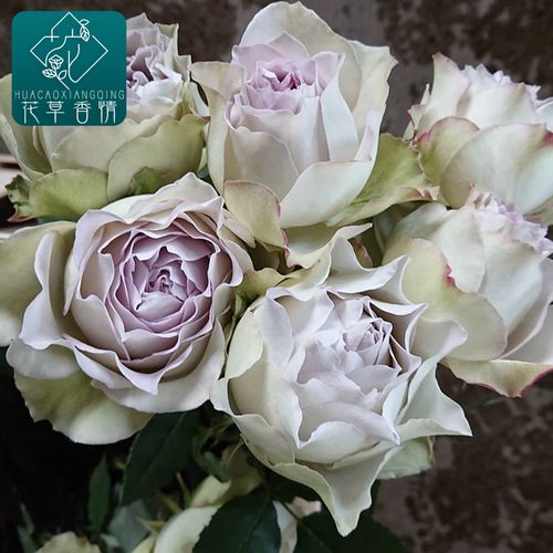 新品青金石面纱月季花苗日月今井清紫色灌木阳台四季开花玫瑰盆栽