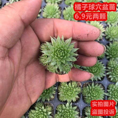橘子球 长生草系群生多头肉肉植物 绿植盆栽新手好养带